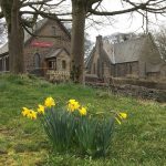 Daffodils