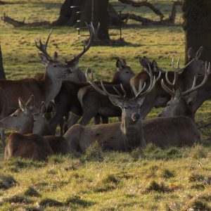 Deer at Fountains Abbey