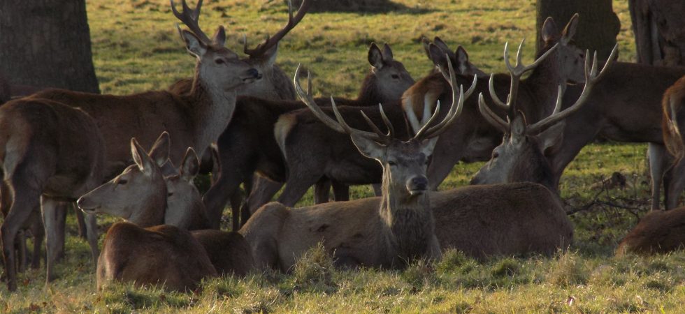 Deer at Fountains Abbey