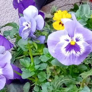 Purley Flowers