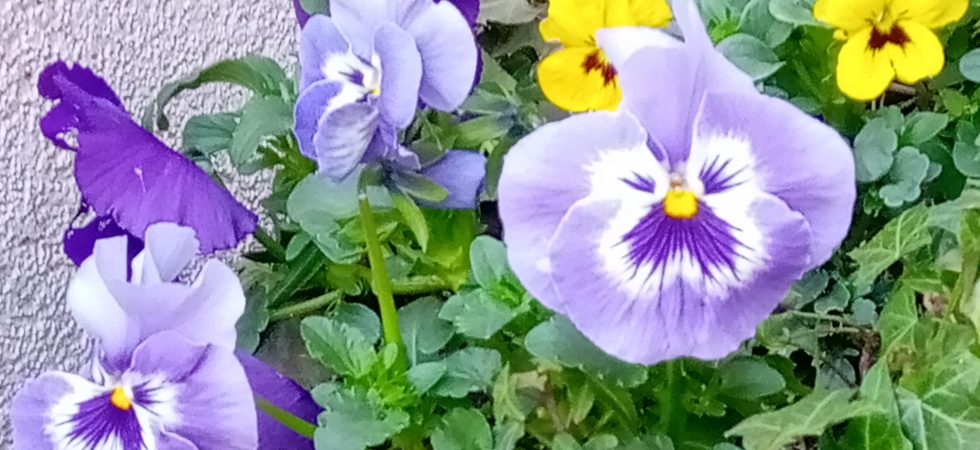 Purley Flowers