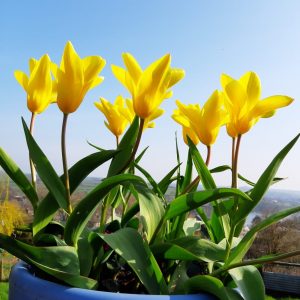 Spring flowers