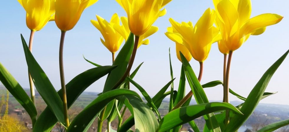 Spring flowers