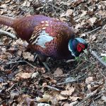 Bert the Pheasant