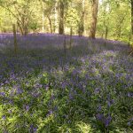 Purley Grounds