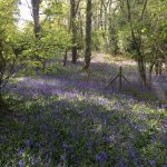 Purley Grounds