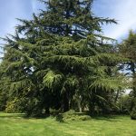 Purley Grounds