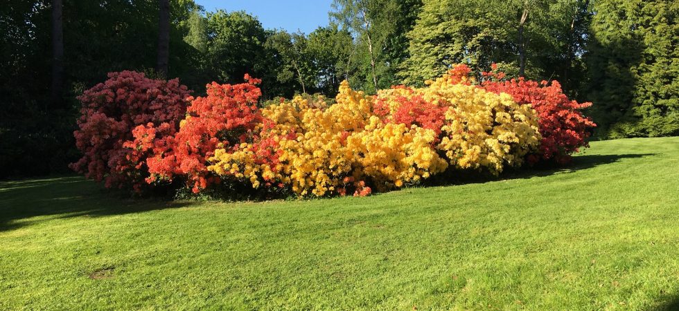 Purley Azaleas