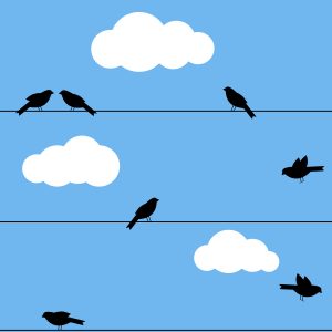 Birds