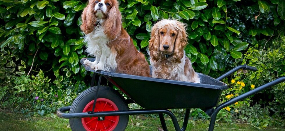 Dogs