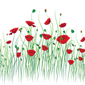 Poppies