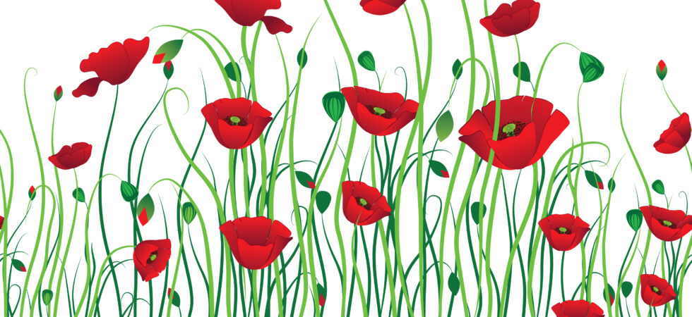 Poppies