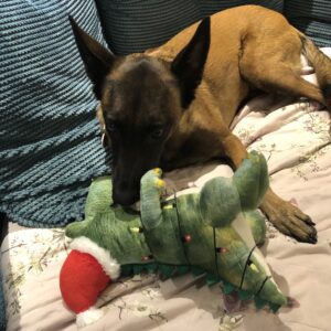 Dog Toy