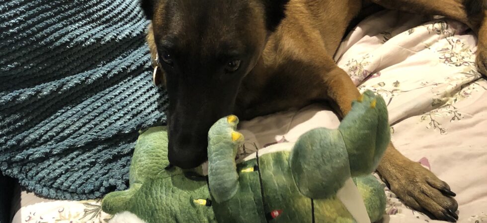 Dog Toy