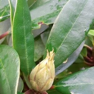 Buds