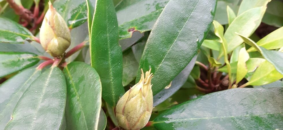 Buds