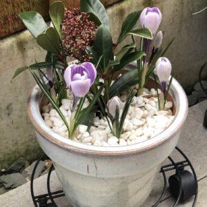 Crocus