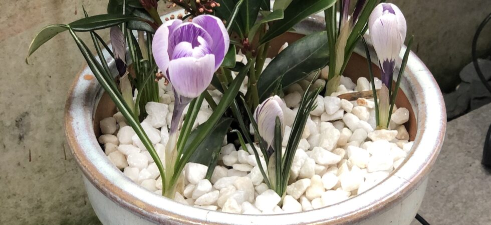 Crocus