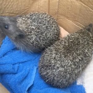 Hedgehogs