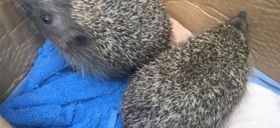 Hedgehogs