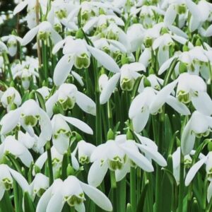 Snowdrops