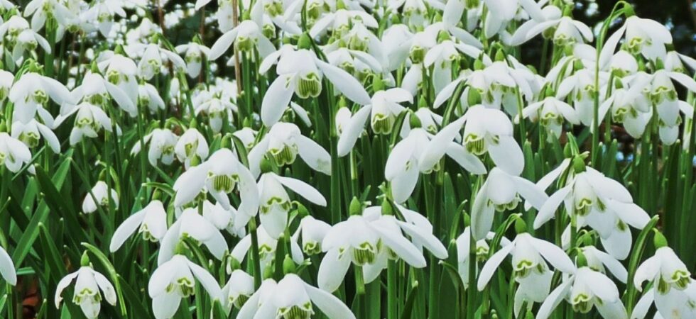 Snowdrops