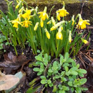 Daffodils