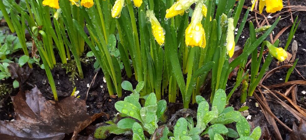 Daffodils
