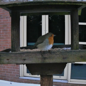 Robin