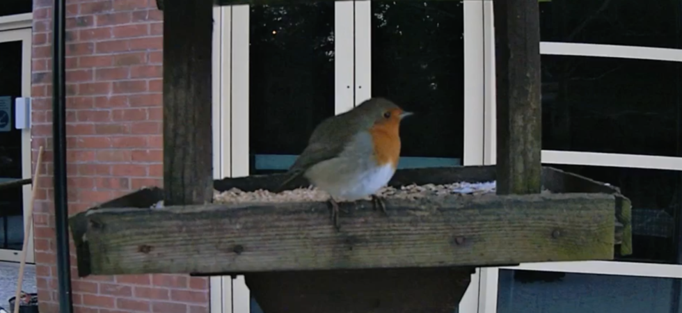 Robin