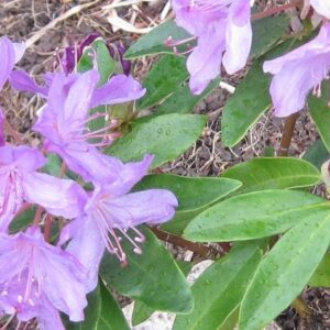 Rhododendron
