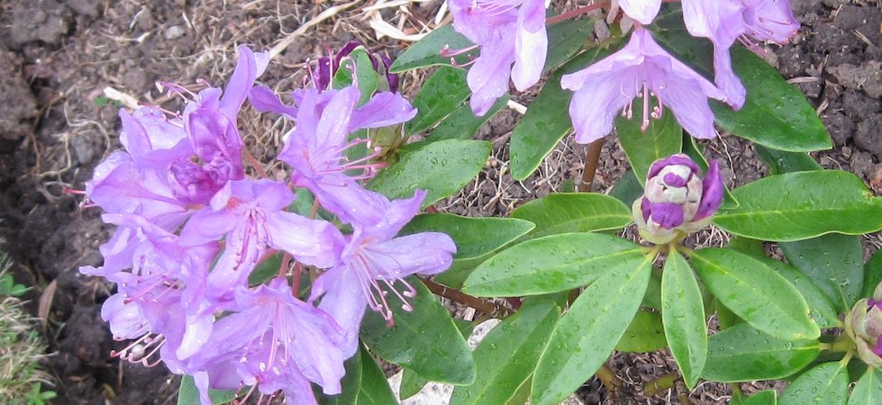 Rhododendron