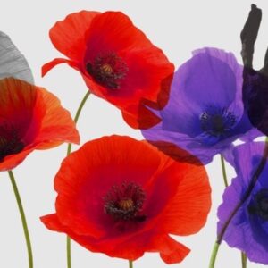 Poppies