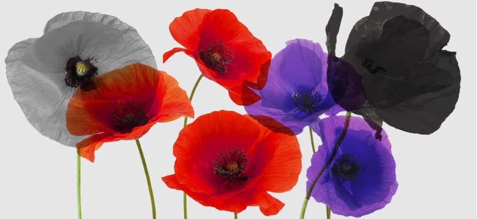 Poppies